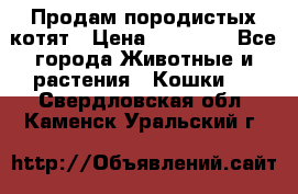 Продам породистых котят › Цена ­ 15 000 - Все города Животные и растения » Кошки   . Свердловская обл.,Каменск-Уральский г.